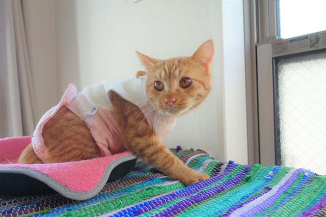 f:id:hiraryo0201:20161211175455j:plain f:id:hiraryo0201:20161211175455j:plain