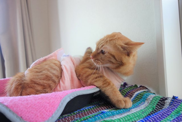 f:id:hiraryo0201:20161211175506j:plain f:id:hiraryo0201:20161211175506j:plain