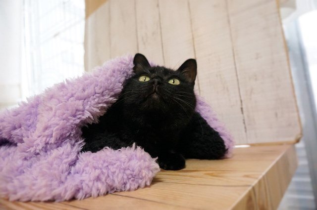 f:id:hiraryo0201:20161218095449j:plain