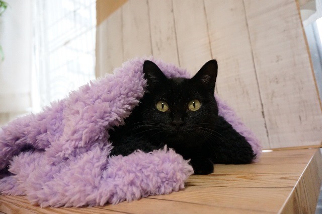 f:id:hiraryo0201:20161218095504j:plain