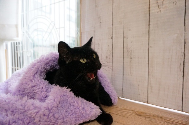 f:id:hiraryo0201:20161218095517j:plain