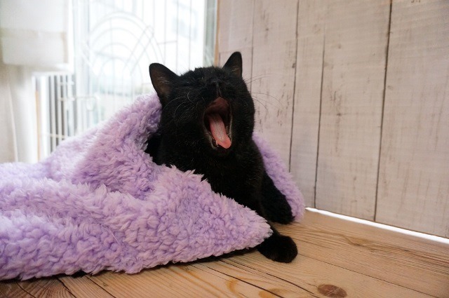 f:id:hiraryo0201:20161218095526j:plain