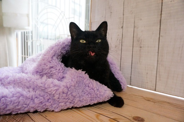 f:id:hiraryo0201:20161218095534j:plain