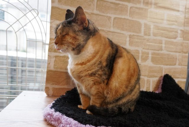 f:id:hiraryo0201:20161218095553j:plain