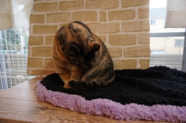 f:id:hiraryo0201:20161218095612j:plain