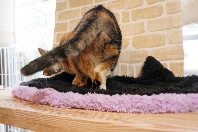 f:id:hiraryo0201:20161218095619j:plain