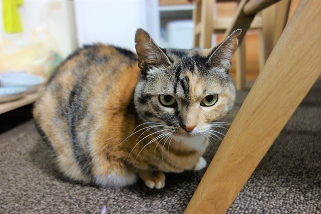 f:id:hiraryo0201:20161220105609j:plain f:id:hiraryo0201:20161220105609j:plain