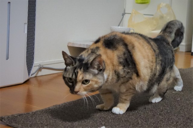 f:id:hiraryo0201:20161220105645j:plain f:id:hiraryo0201:20161220105645j:plain