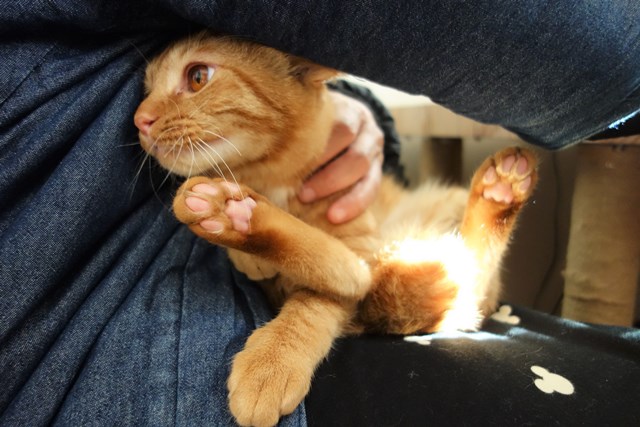 f:id:hiraryo0201:20161220105713j:plain f:id:hiraryo0201:20161220105713j:plain