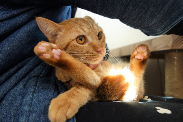 f:id:hiraryo0201:20161220105721j:plain f:id:hiraryo0201:20161220105721j:plain