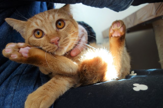 f:id:hiraryo0201:20161220105729j:plain f:id:hiraryo0201:20161220105729j:plain