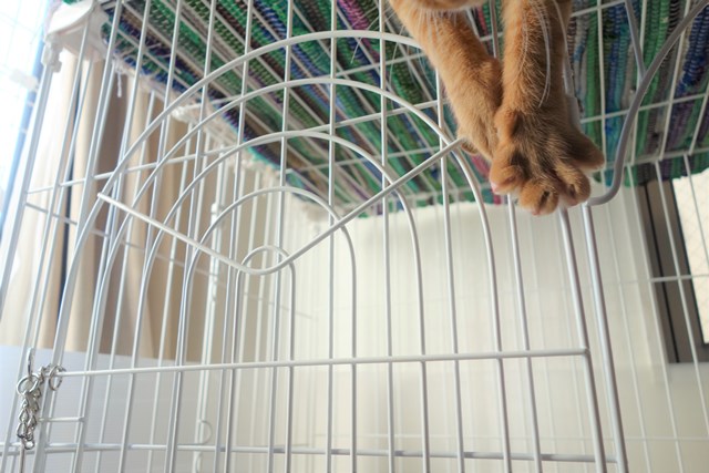 f:id:hiraryo0201:20161220105815j:plain f:id:hiraryo0201:20161220105815j:plain