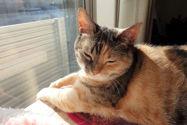 f:id:hiraryo0201:20161220110025j:plain f:id:hiraryo0201:20161220110025j:plain