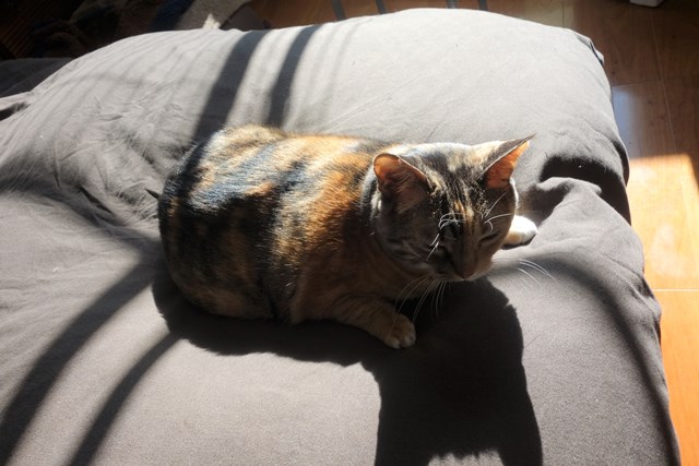 f:id:hiraryo0201:20161220110043j:plain f:id:hiraryo0201:20161220110043j:plain