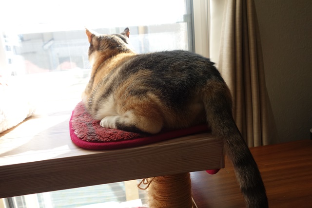 f:id:hiraryo0201:20161220110056j:plain f:id:hiraryo0201:20161220110056j:plain