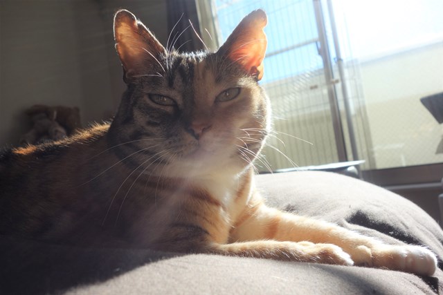 f:id:hiraryo0201:20161220110114j:plain f:id:hiraryo0201:20161220110114j:plain