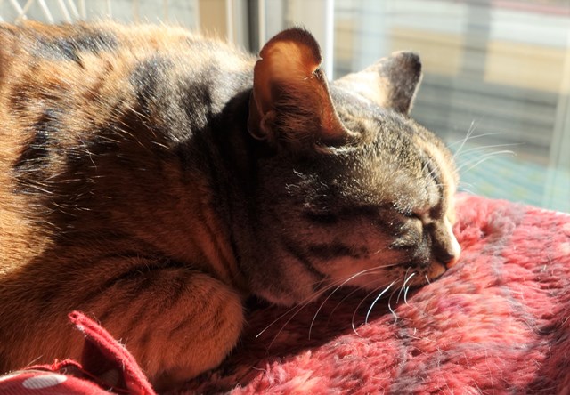 f:id:hiraryo0201:20161220110657j:plain f:id:hiraryo0201:20161220110657j:plain