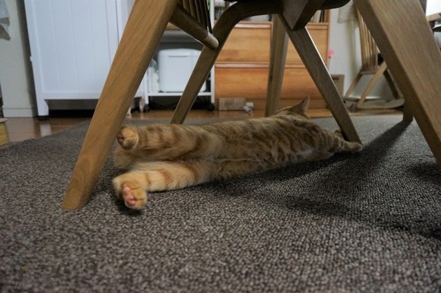 f:id:hiraryo0201:20161230104253j:plain f:id:hiraryo0201:20161230104253j:plain