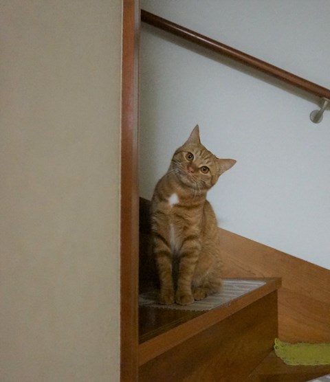 f:id:hiraryo0201:20161230104303j:plain f:id:hiraryo0201:20161230104303j:plain