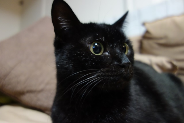 f:id:hiraryo0201:20161230110722j:plain