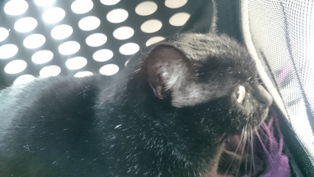 f:id:hiraryo0201:20161230111028j:plain