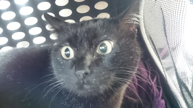 f:id:hiraryo0201:20161230111034j:plain