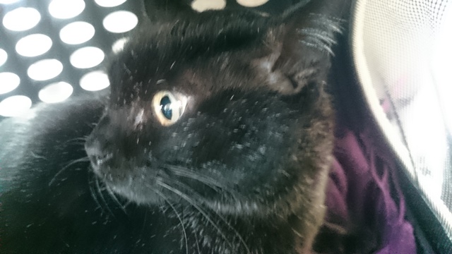 f:id:hiraryo0201:20161230111040j:plain