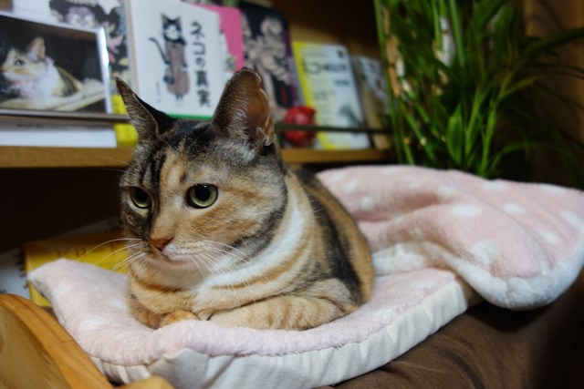 f:id:hiraryo0201:20161230111455j:plain