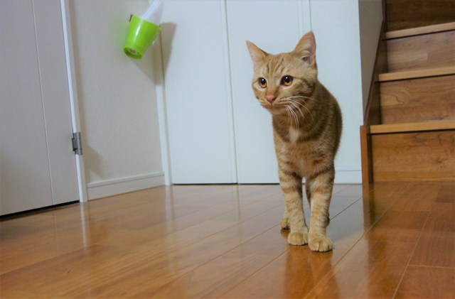 f:id:hiraryo0201:20161230111544j:plain