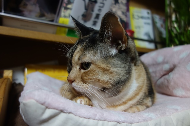 f:id:hiraryo0201:20161230111732j:plain