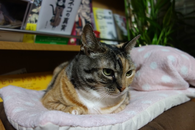 f:id:hiraryo0201:20161230111748j:plain