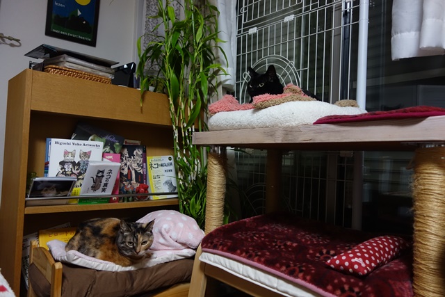 f:id:hiraryo0201:20161230111806j:plain