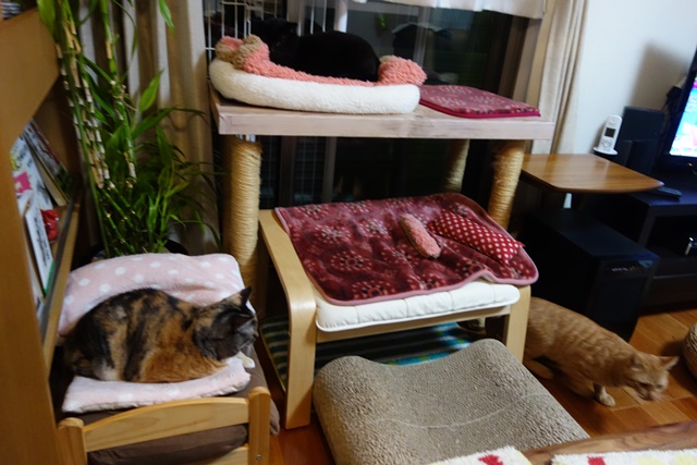 f:id:hiraryo0201:20161230111835j:plain