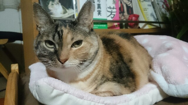f:id:hiraryo0201:20170101002025j:image