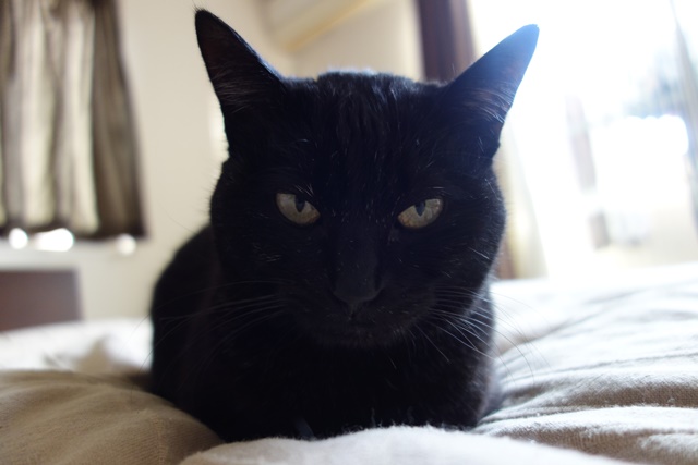 f:id:hiraryo0201:20170109174337j:plain f:id:hiraryo0201:20170109174337j:plain