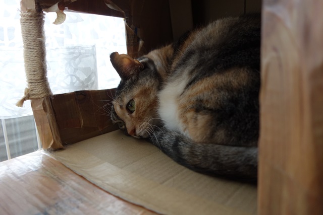 f:id:hiraryo0201:20170109175321j:plain f:id:hiraryo0201:20170109175321j:plain