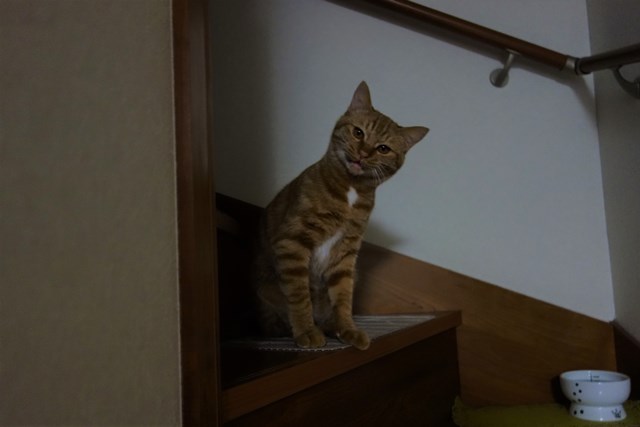 f:id:hiraryo0201:20170109175417j:plain f:id:hiraryo0201:20170109175417j:plain