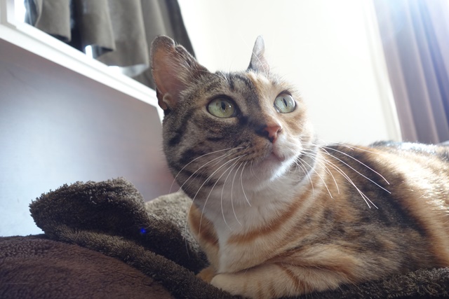 f:id:hiraryo0201:20170113220920j:plain f:id:hiraryo0201:20170113220920j:plain