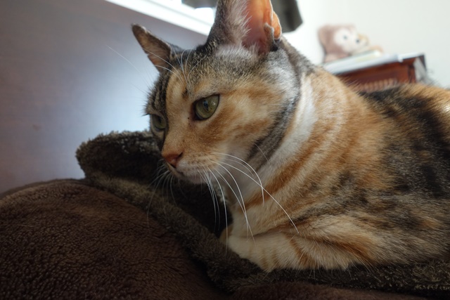 f:id:hiraryo0201:20170113220930j:plain f:id:hiraryo0201:20170113220930j:plain