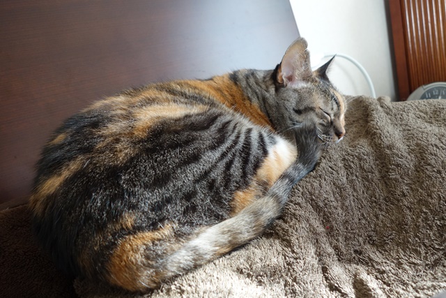 f:id:hiraryo0201:20170113221007j:plain f:id:hiraryo0201:20170113221007j:plain