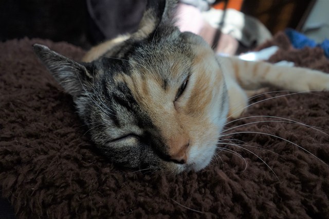 f:id:hiraryo0201:20170113221038j:plain f:id:hiraryo0201:20170113221038j:plain