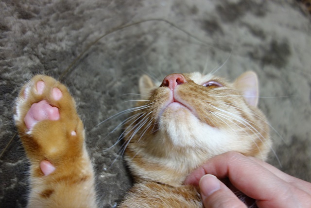 f:id:hiraryo0201:20170114185326j:plain f:id:hiraryo0201:20170114185326j:plain