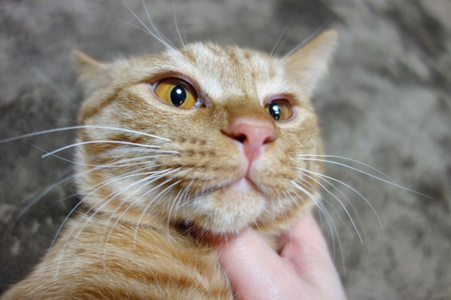 f:id:hiraryo0201:20170114185337j:plain f:id:hiraryo0201:20170114185337j:plain