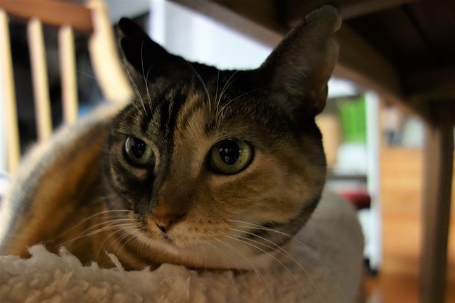 f:id:hiraryo0201:20170114185350j:plain f:id:hiraryo0201:20170114185350j:plain