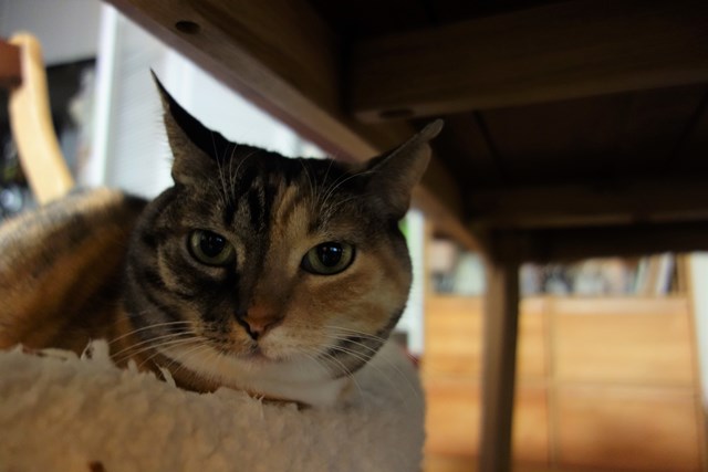 f:id:hiraryo0201:20170114185413j:plain f:id:hiraryo0201:20170114185413j:plain