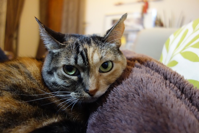 f:id:hiraryo0201:20170114185423j:plain f:id:hiraryo0201:20170114185423j:plain