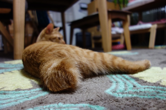 f:id:hiraryo0201:20170114185438j:plain f:id:hiraryo0201:20170114185438j:plain