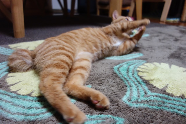 f:id:hiraryo0201:20170114185450j:plain f:id:hiraryo0201:20170114185450j:plain