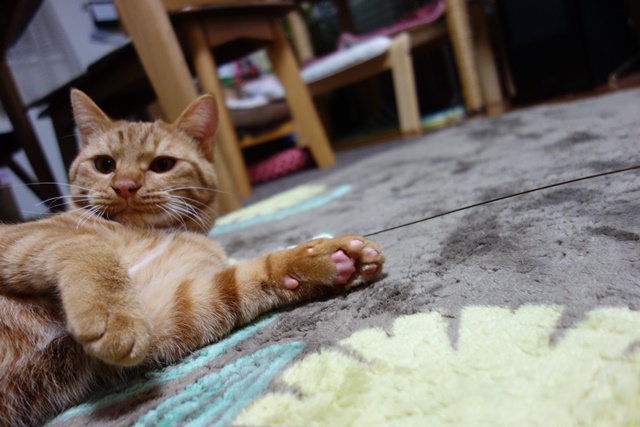 f:id:hiraryo0201:20170114185523j:plain f:id:hiraryo0201:20170114185523j:plain