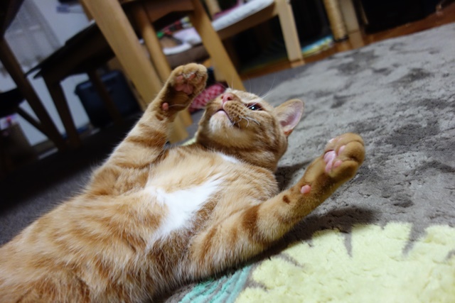 f:id:hiraryo0201:20170114185539j:plain f:id:hiraryo0201:20170114185539j:plain